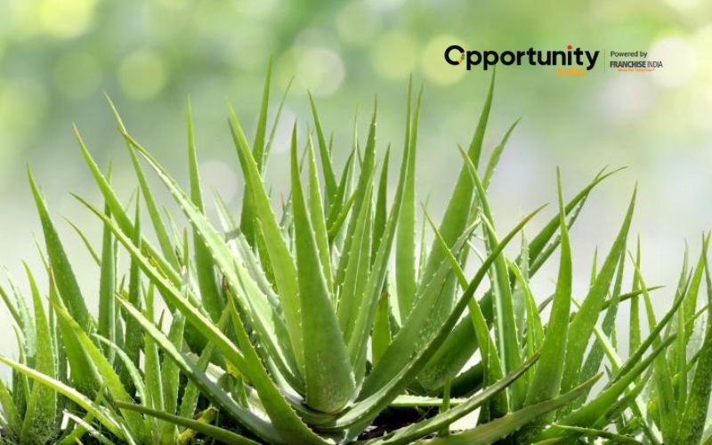 Aloe Vera Farming in India: A Business Plan